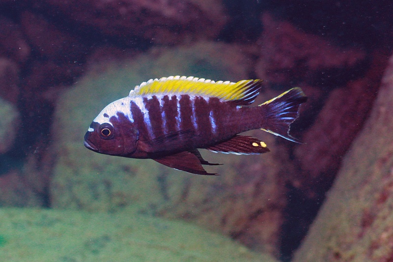 Cynotilapia aurifrons 'Nkhata Bay'
